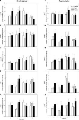 The Opioid System in Rainbow Trout Telencephalon Is Probably Involved in the Hedonic Regulation of Food Intake